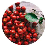 Hawthorn Berry