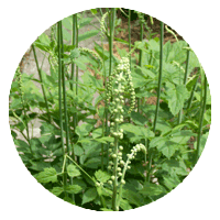 Black Cohosh