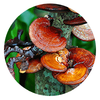 Reishi Mushroom