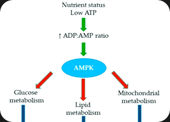 AMP Ratio