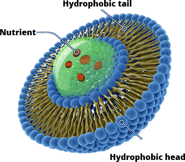 Hydrophobic Nutrient