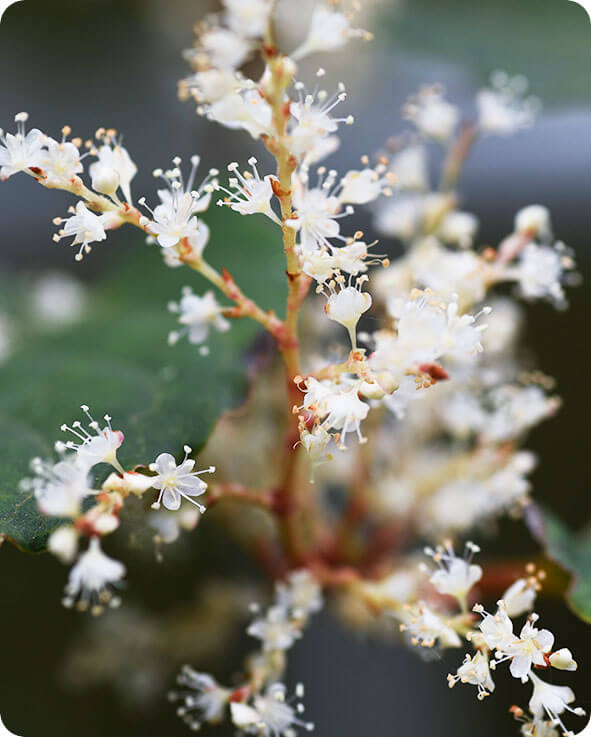 Japanese Knotweed Root