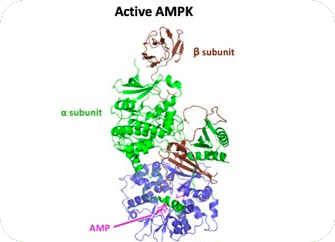 Active AMPK