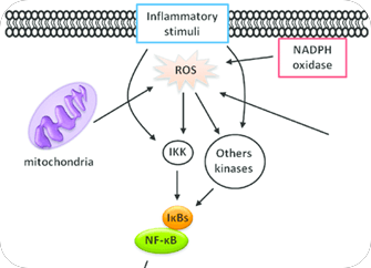 Inflammatory Pathway Interference