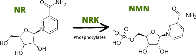 NR Kinase