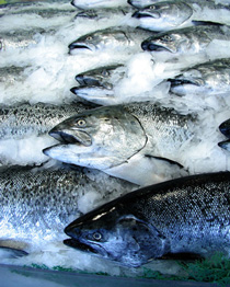 7 Reasons to Eat Wild Salmon