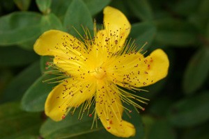 St_John's_Wort_Flower